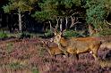 47 Hoge Veluwe, edelhert
